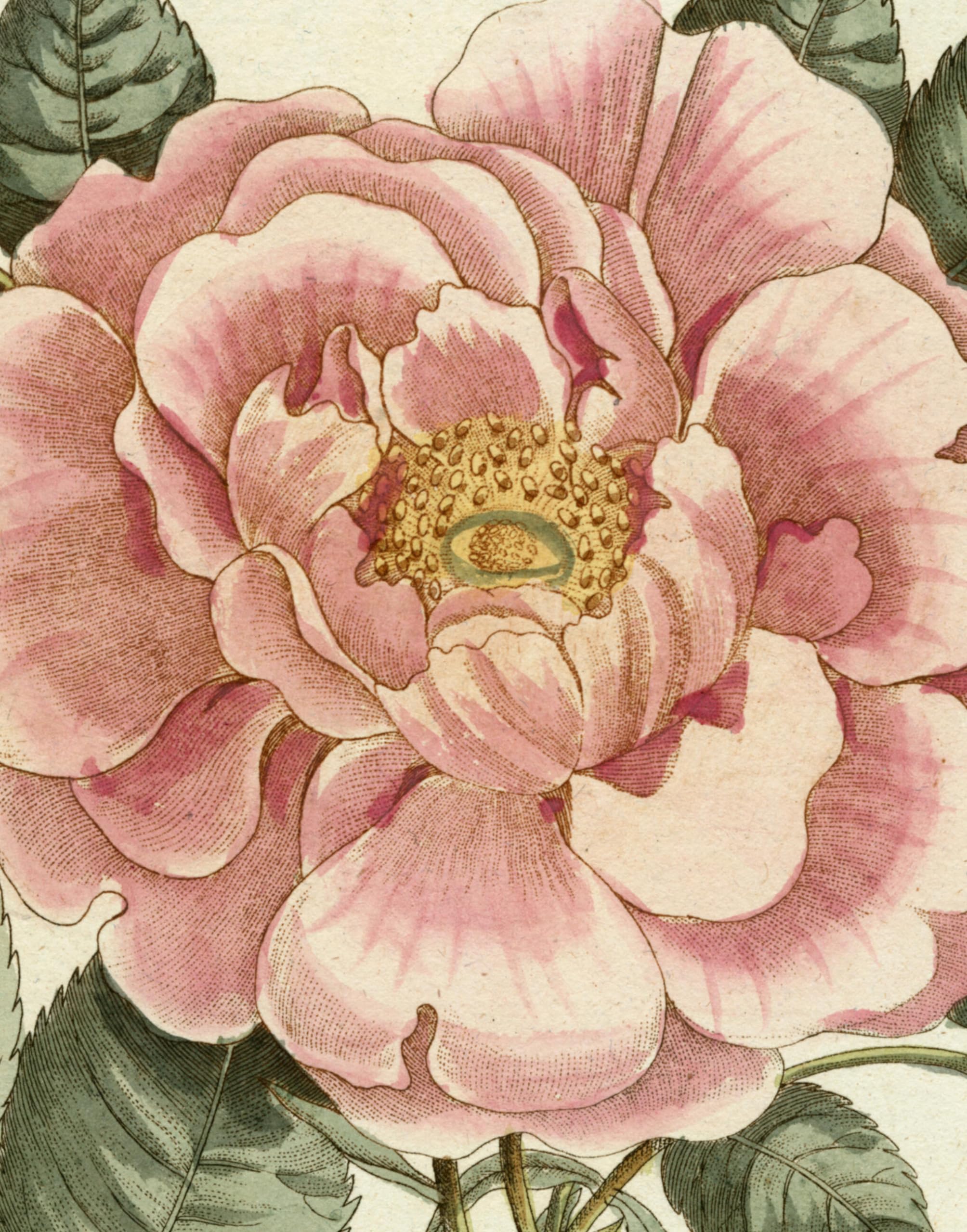 Image 0 of John Derian Picture Book II
