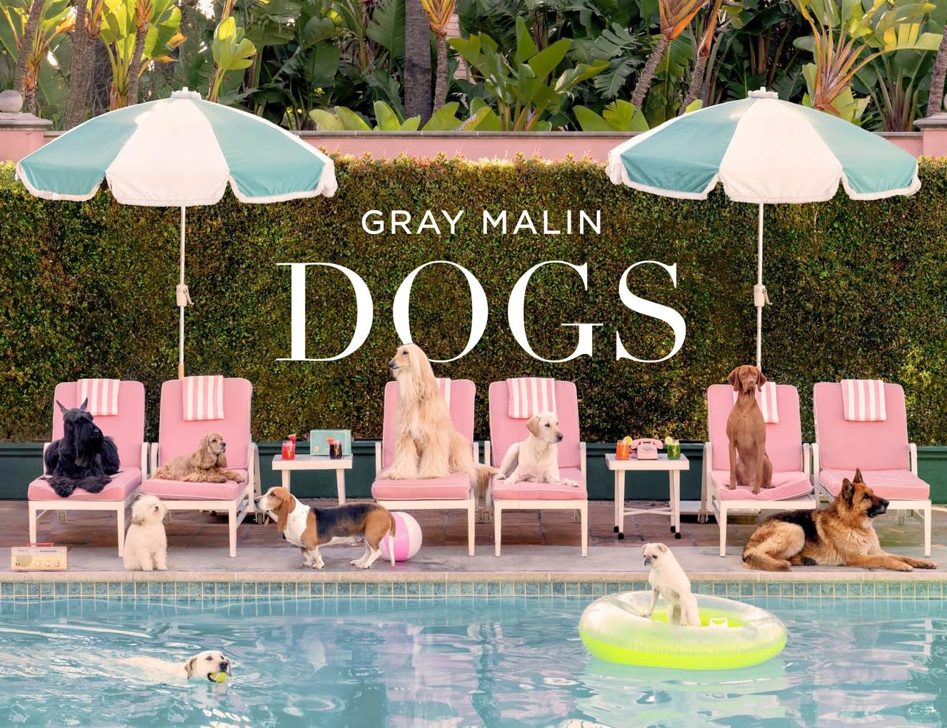 Image 0 of Gray Malin: Dogs: Photographs